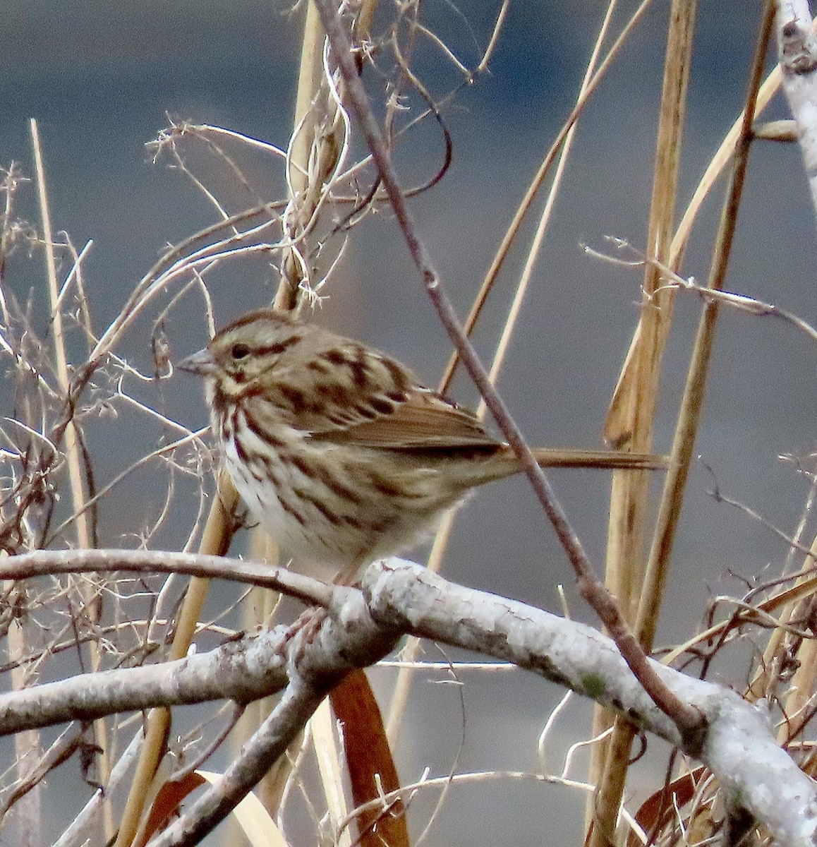 Пасовка співоча - ML646687870