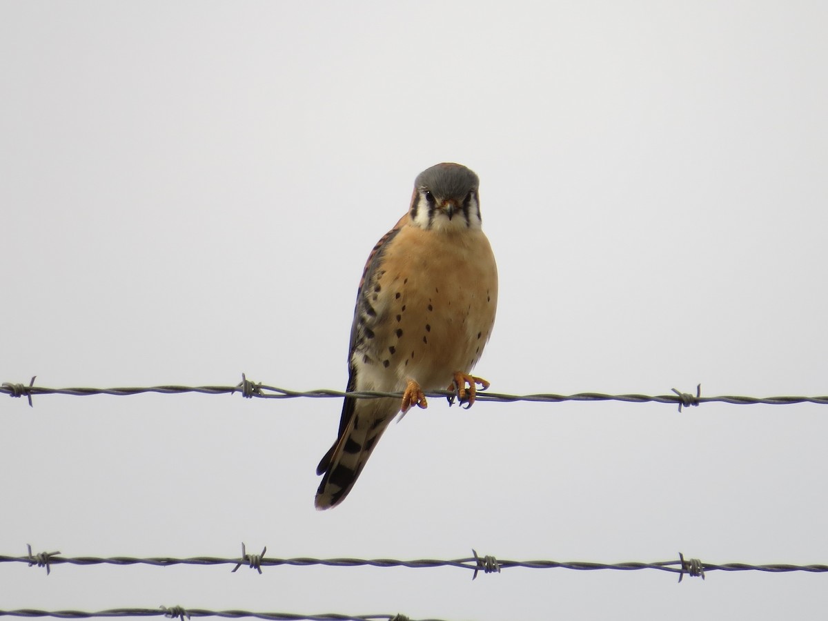 Боривітер американський - ML646687872