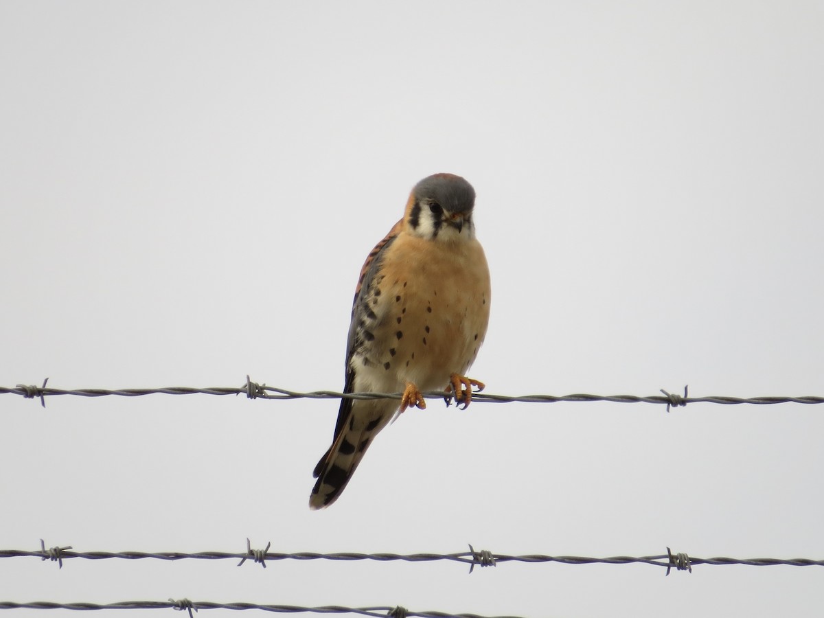 Боривітер американський - ML646687873