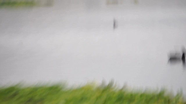 Least Grebe - ML646687875