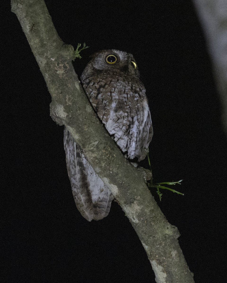 Petit-duc d'Orient - ML646687876