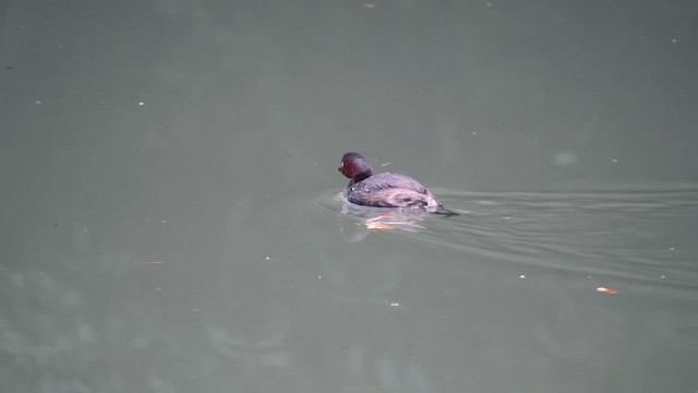Little Grebe (Little) - ML646687877