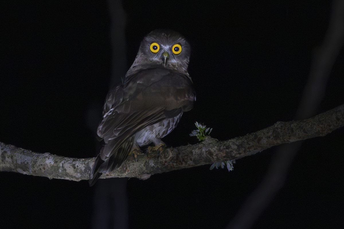 Ninoxe hirsute - ML646687878