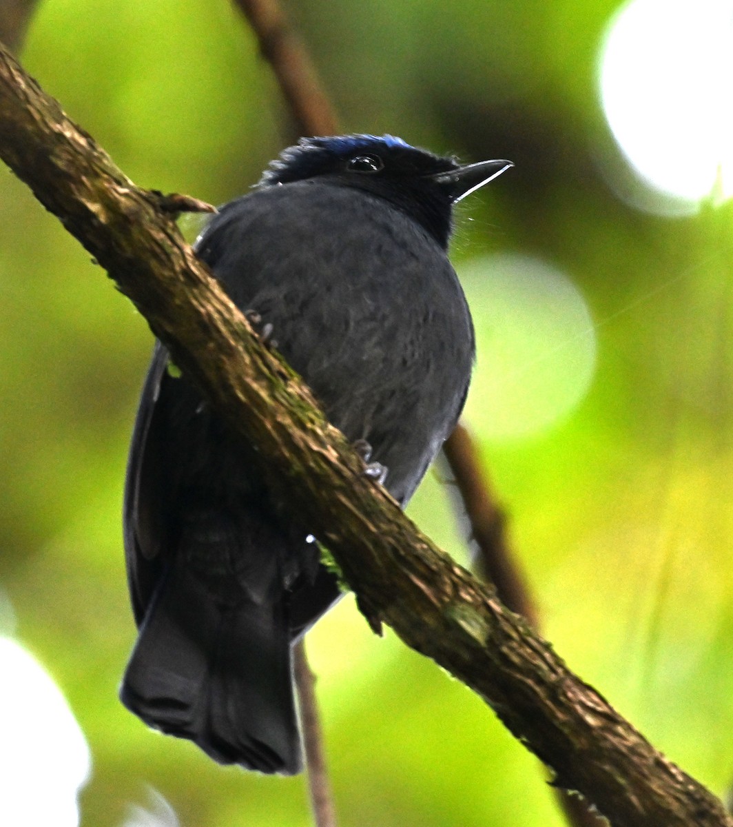 Large Niltava - ML646687880