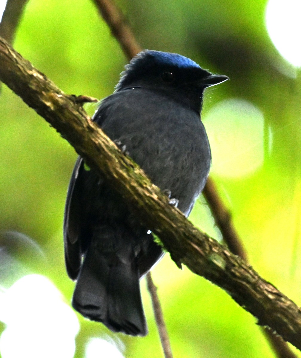 Large Niltava - ML646687881