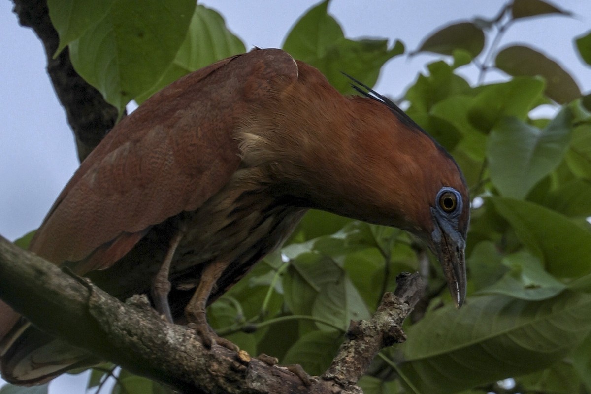 Bihoreau malais - ML646687884