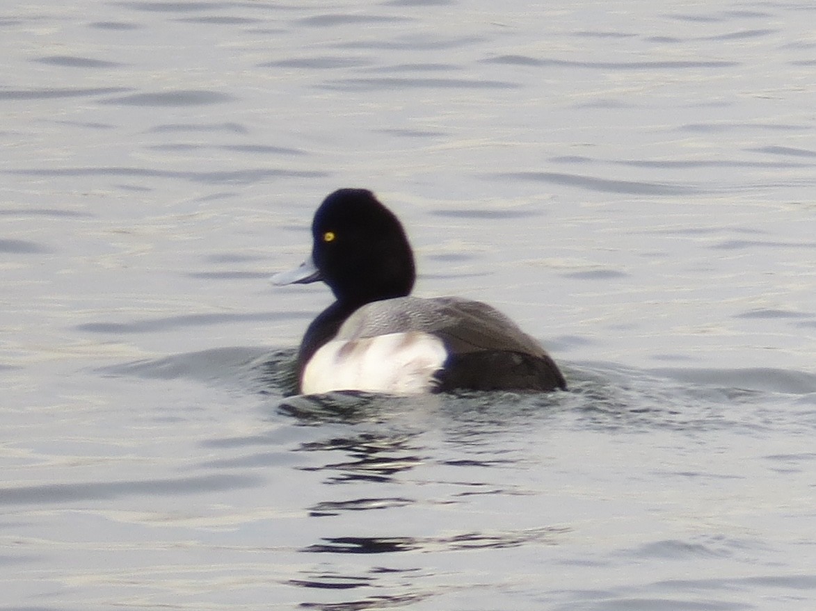 コスズガモ - ML646687885