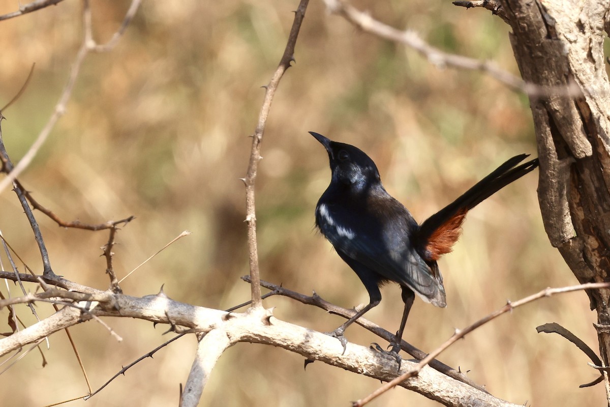 Indian Robin - ML646687894