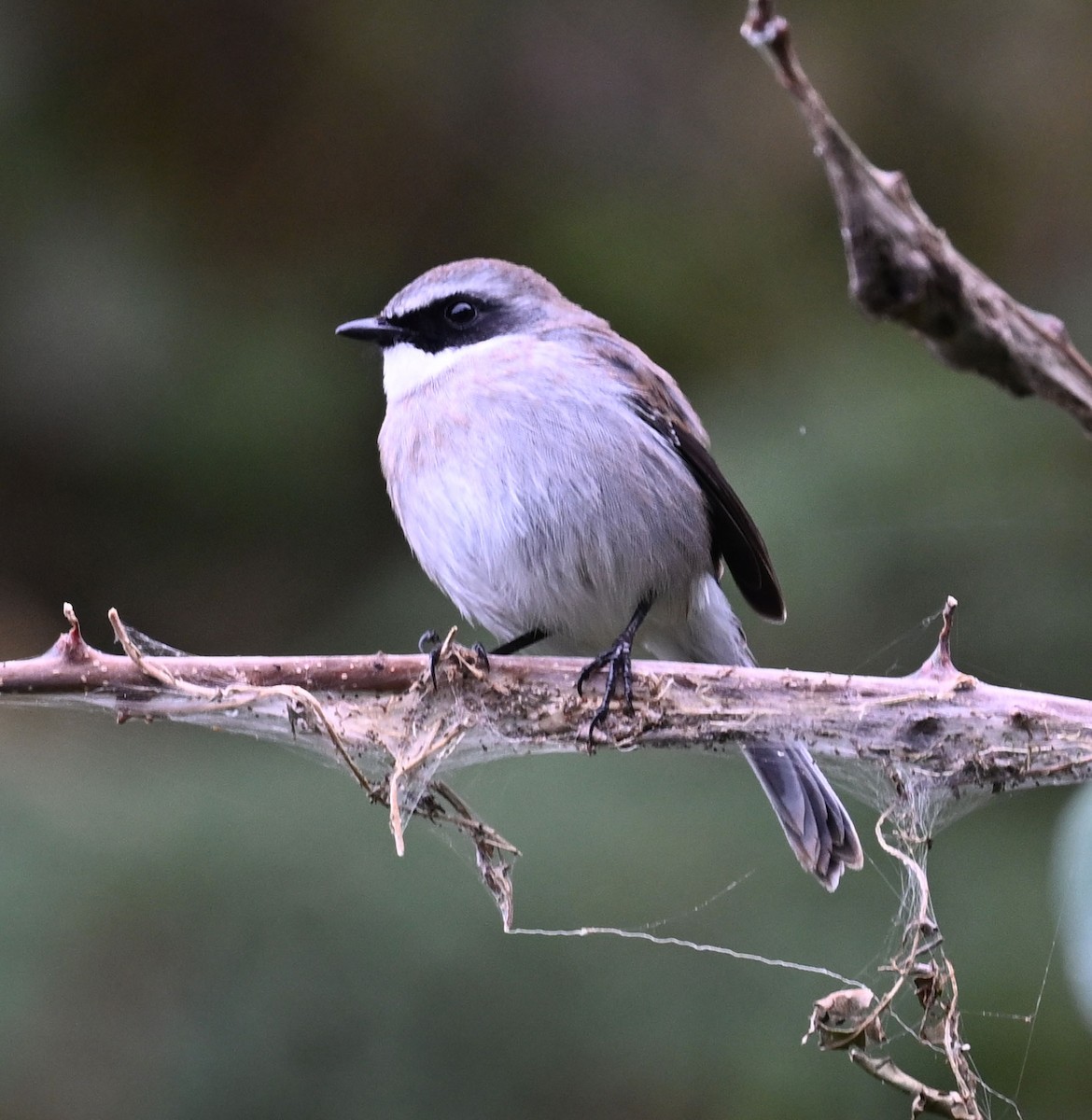 Gray Bushchat - ML646687896