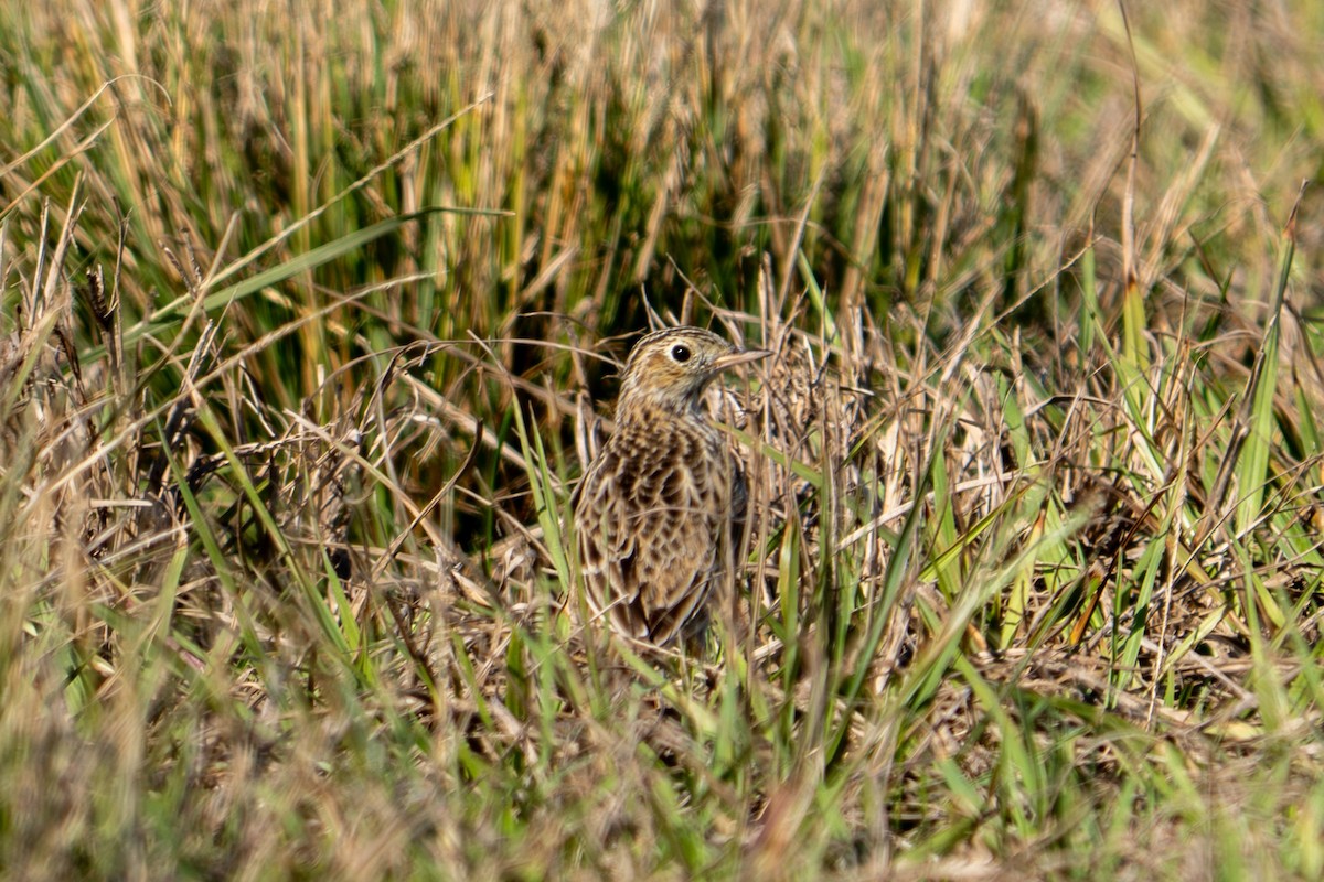 Präriepieper - ML646687899