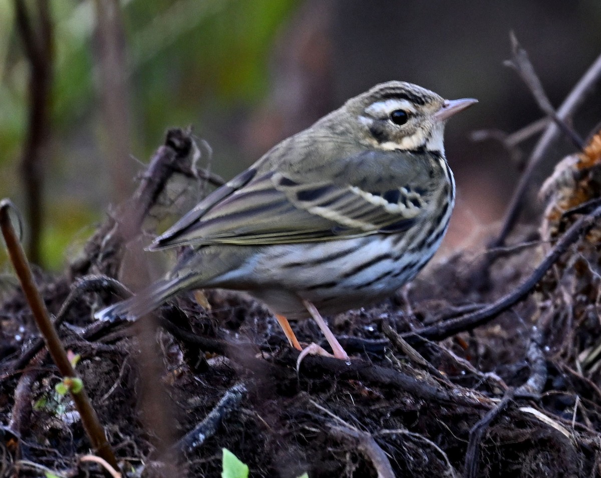 Olive-backed Pipit - ML646687908