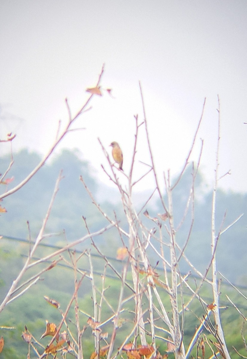 Oriental Greenfinch - ML646687919