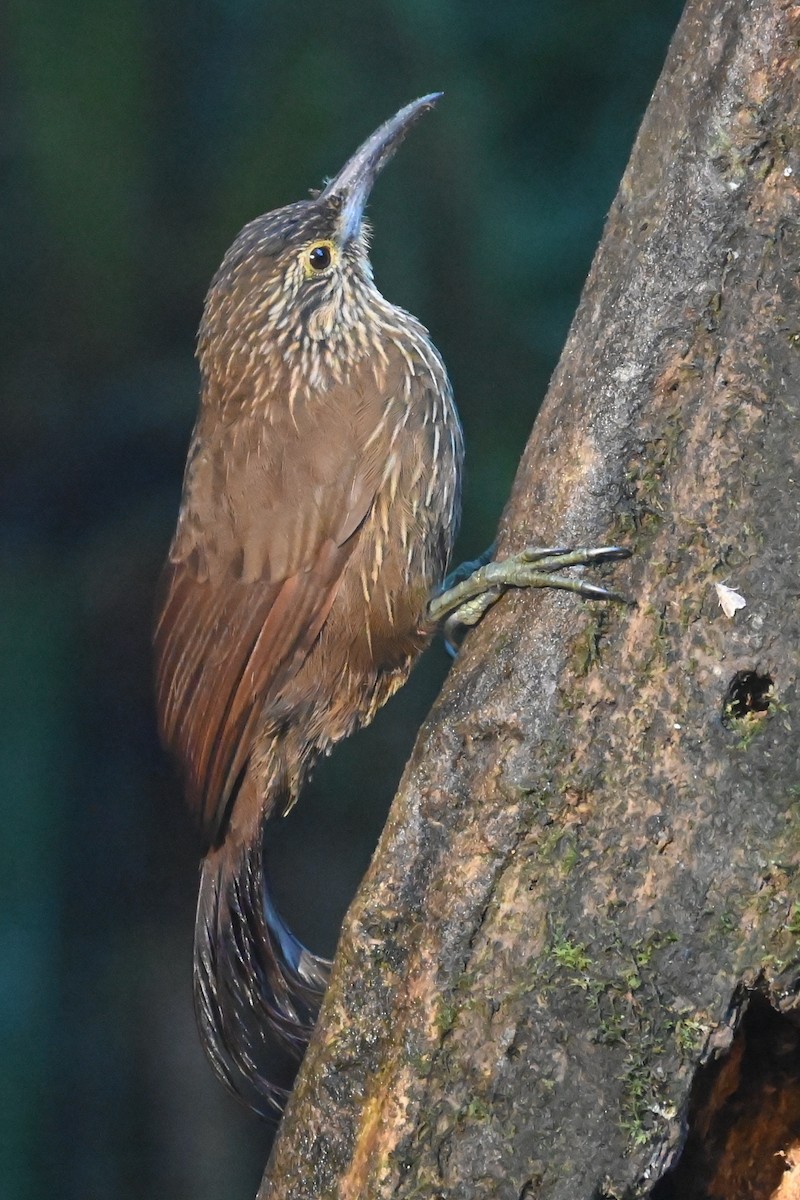 Strong-billed Woodcreeper - ML646687921