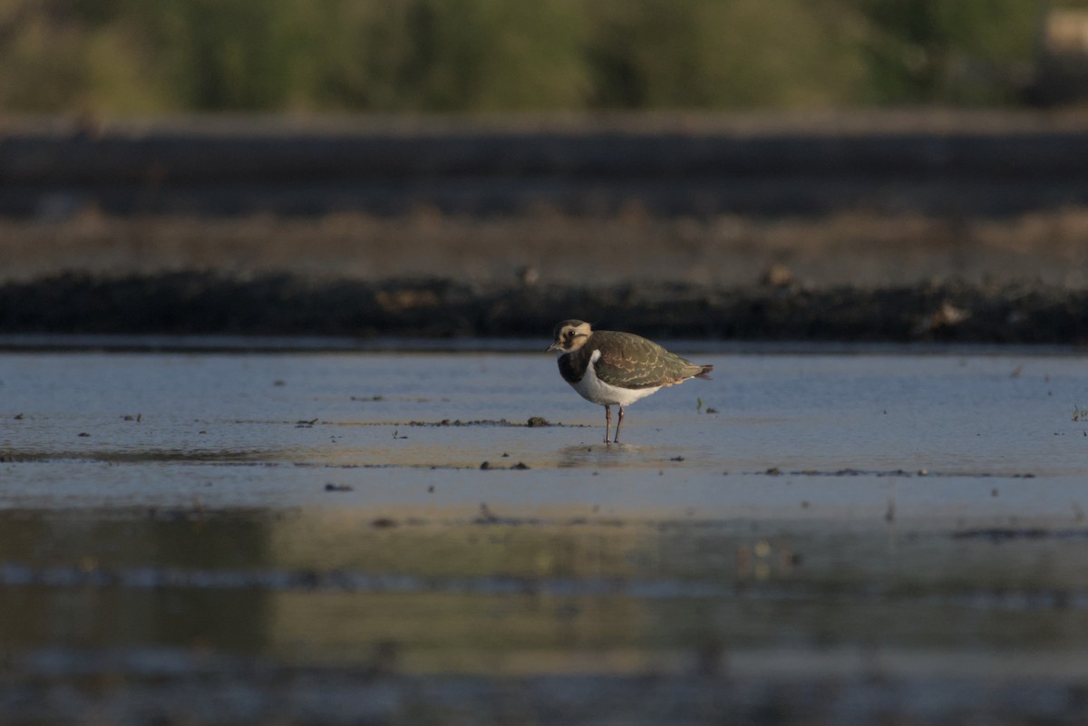 タゲリ - ML646687922