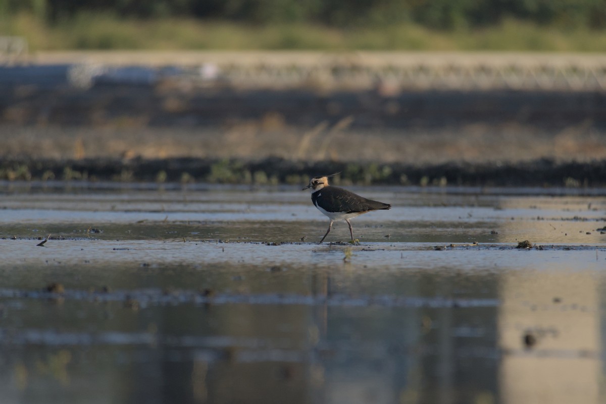 タゲリ - ML646687923