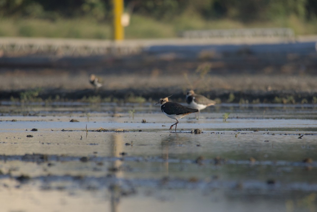 タゲリ - ML646687924