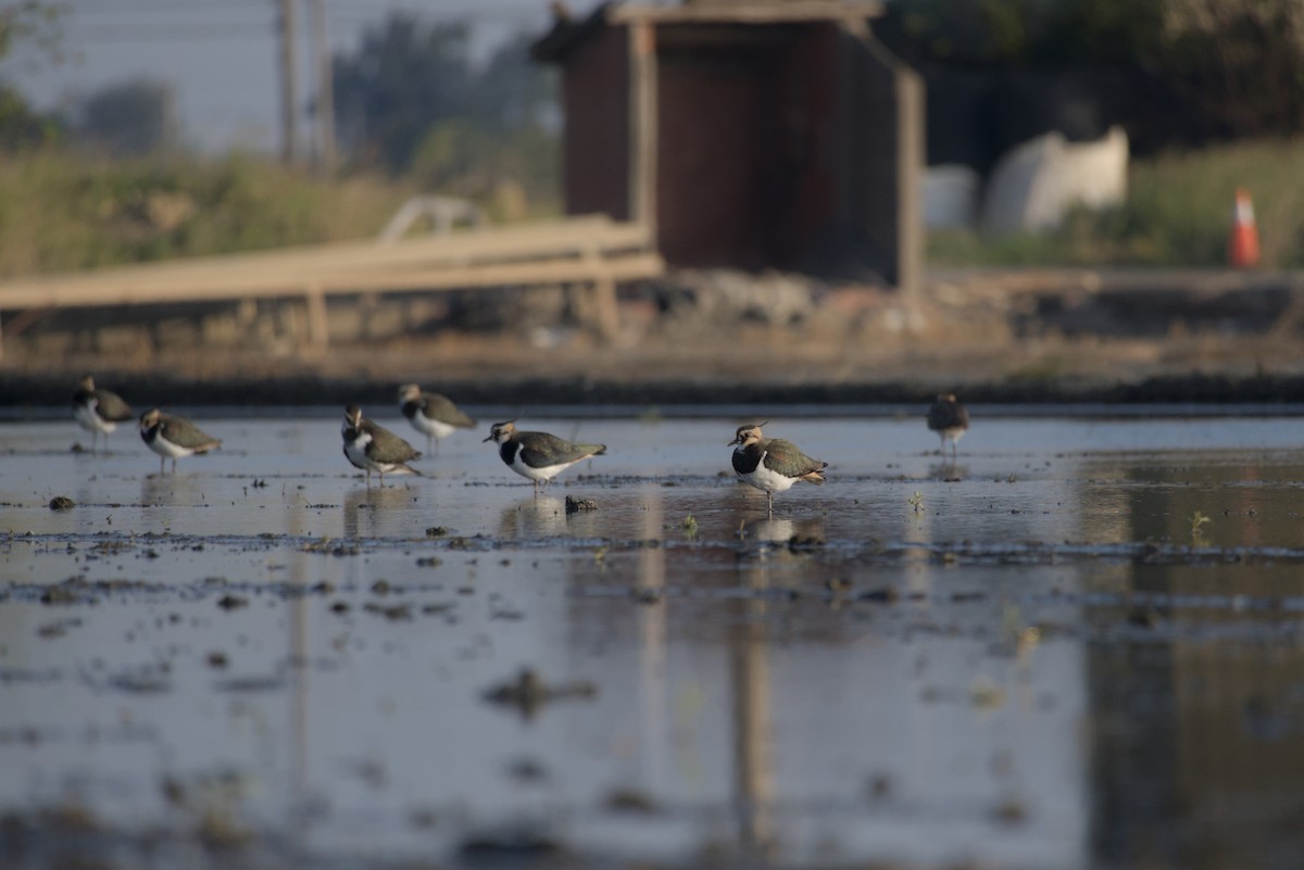 タゲリ - ML646687925