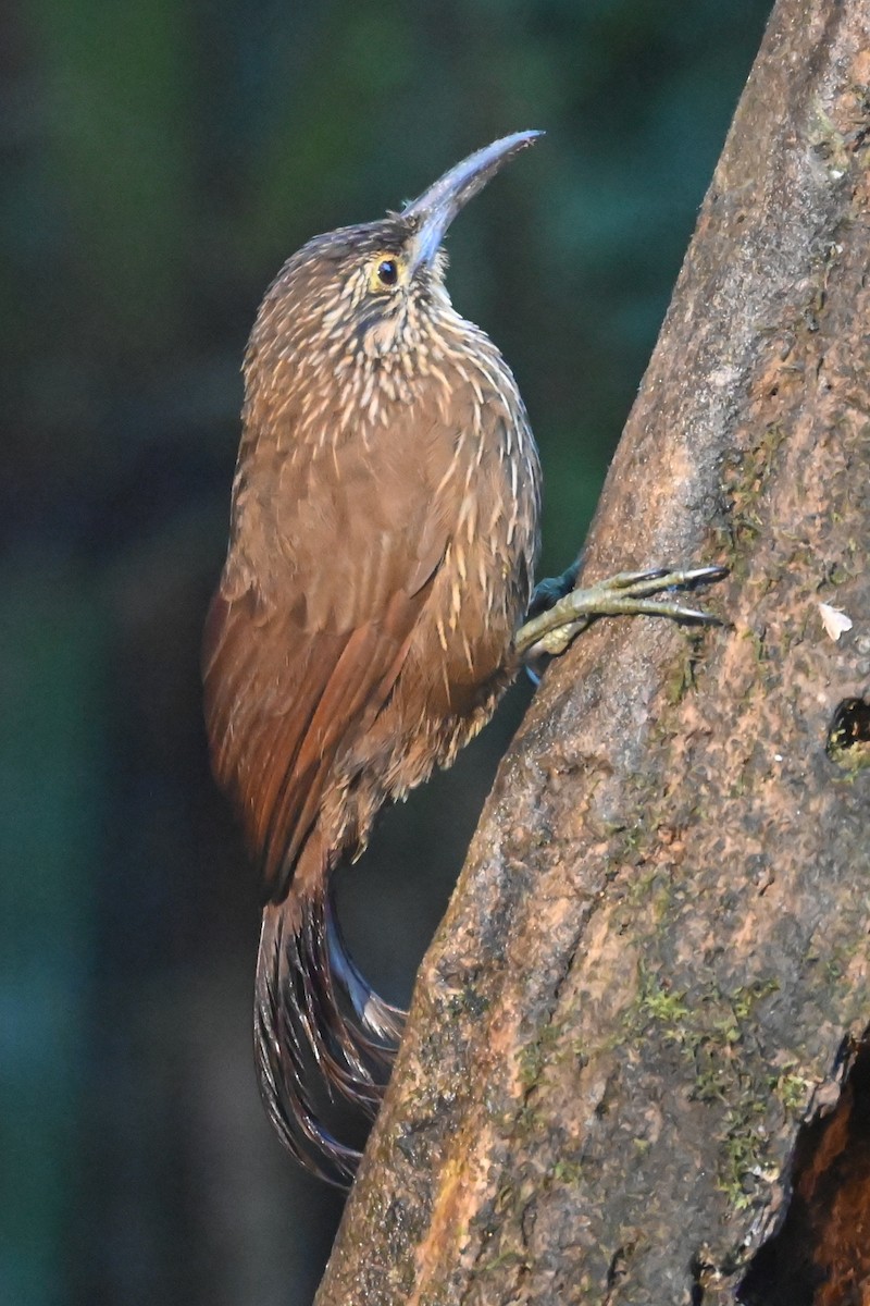 Strong-billed Woodcreeper - ML646687926