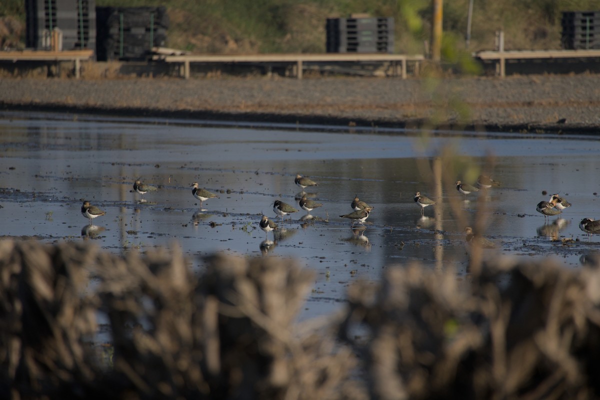 タゲリ - ML646687927