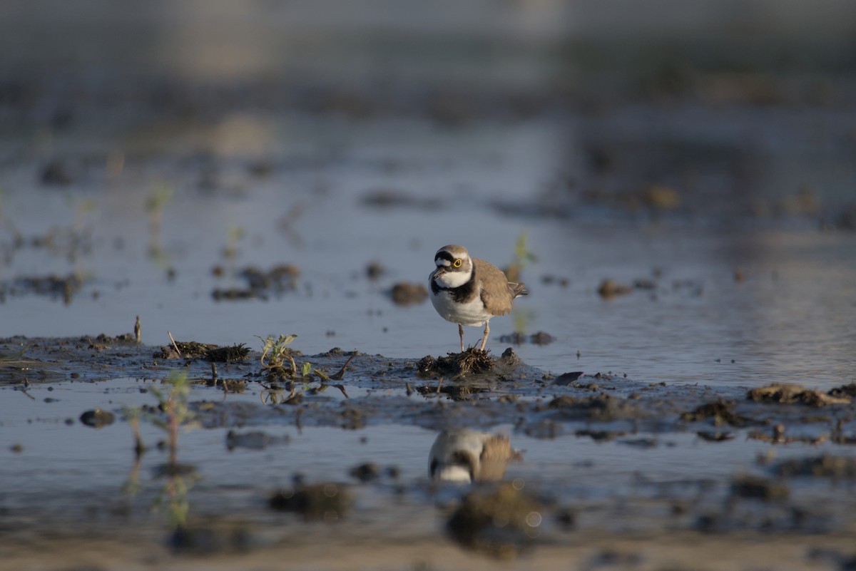 コチドリ - ML646687928