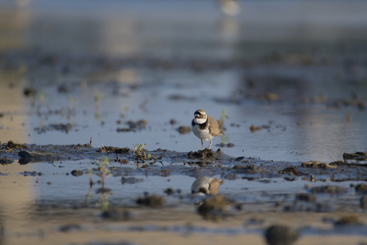 コチドリ - ML646687929