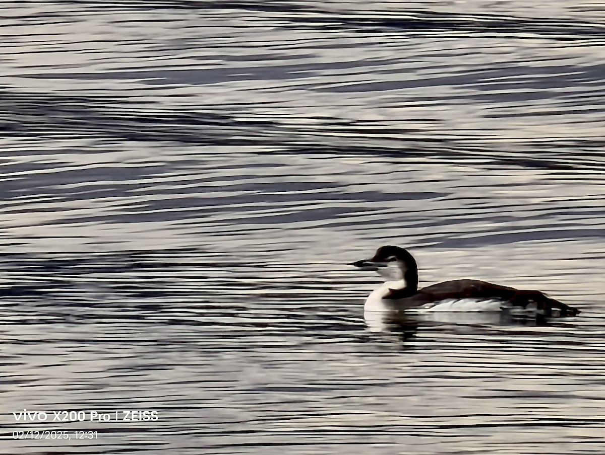 Common Loon - ML646687930