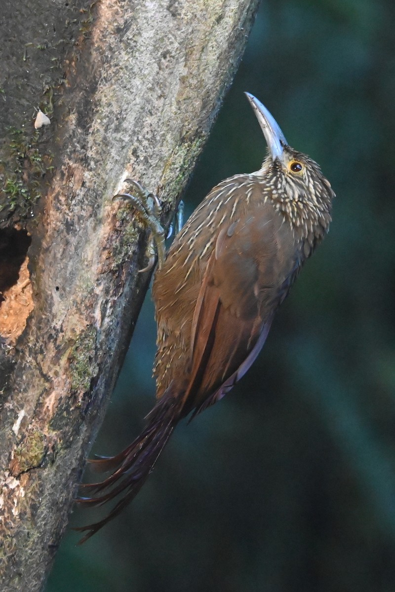 Strong-billed Woodcreeper - ML646687933