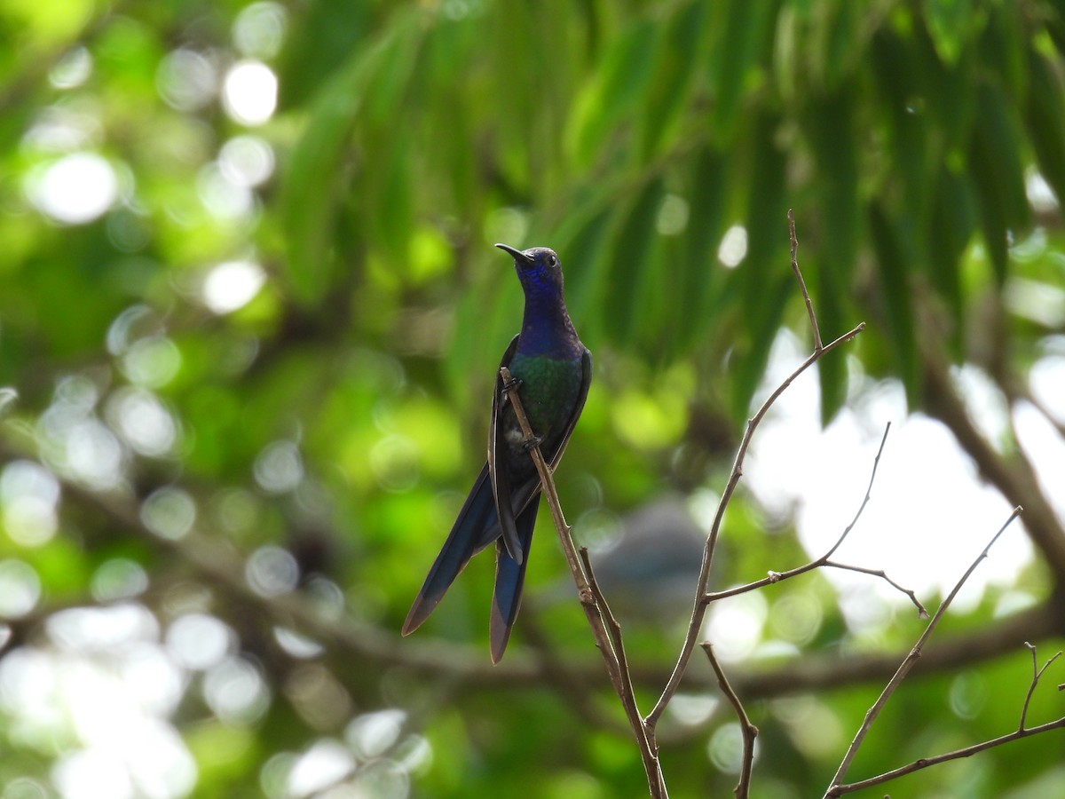 ツバメハチドリ - ML646687934