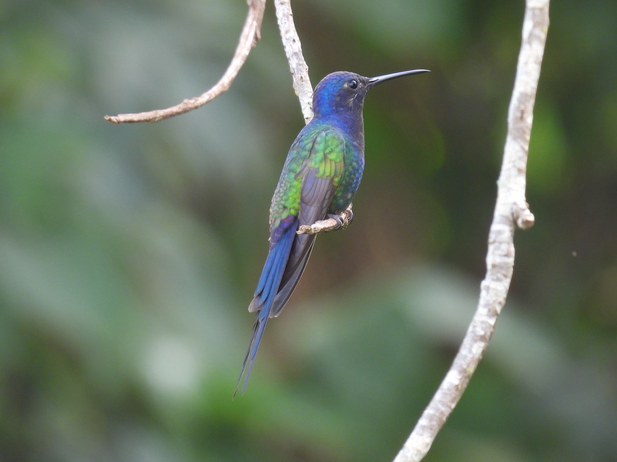 ツバメハチドリ - ML646687935