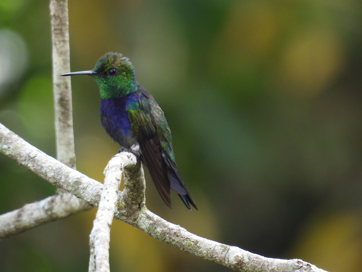 エンビモリハチドリ - ML646687937