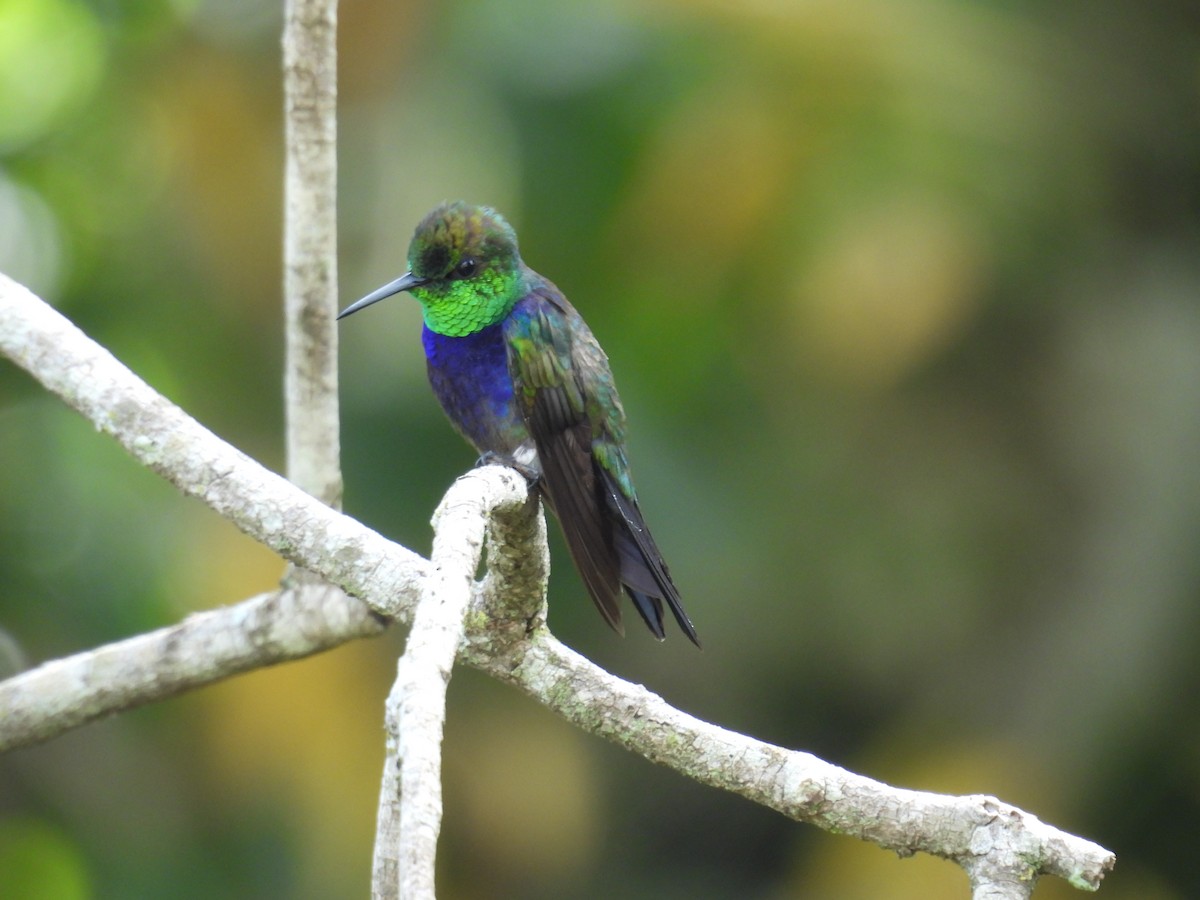 エンビモリハチドリ - ML646687938