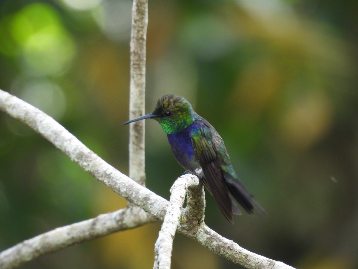 エンビモリハチドリ - ML646687939