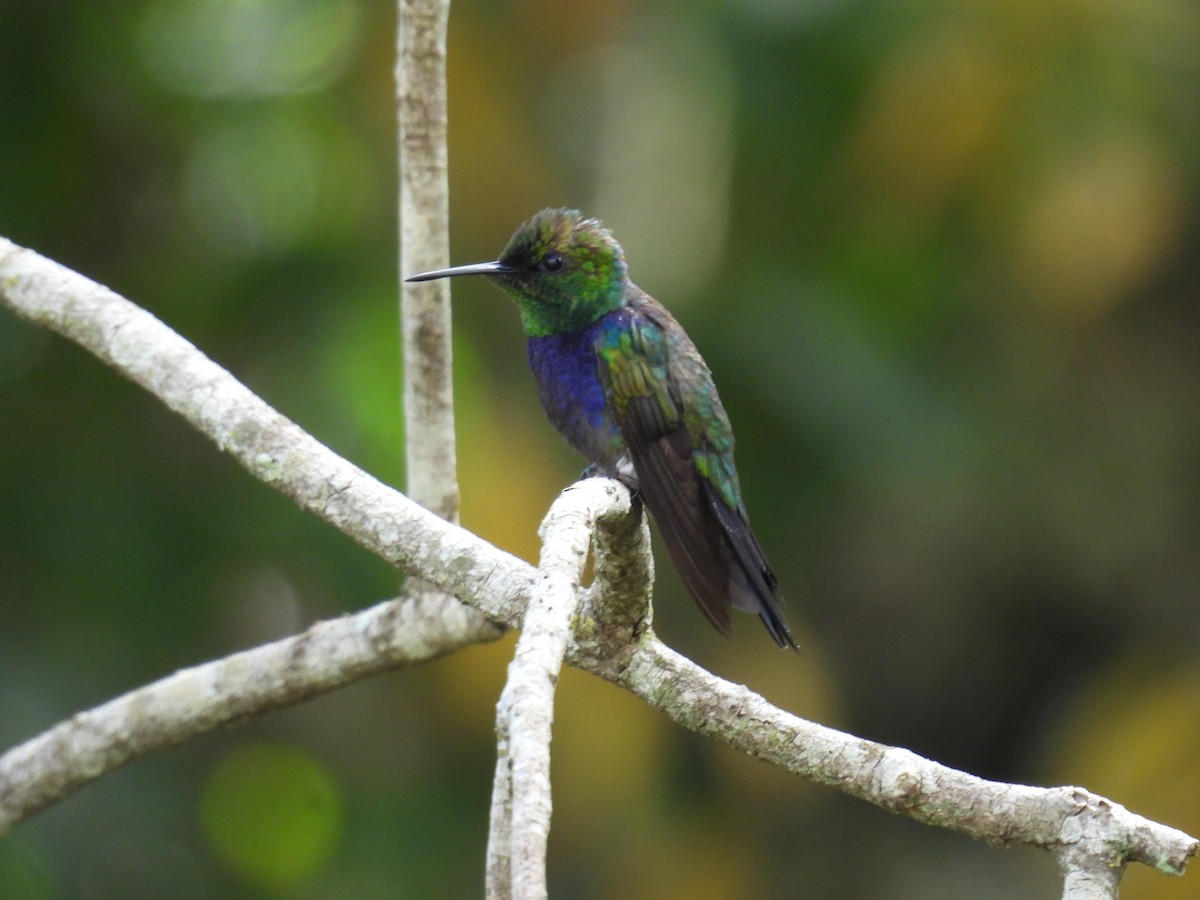 エンビモリハチドリ - ML646687940