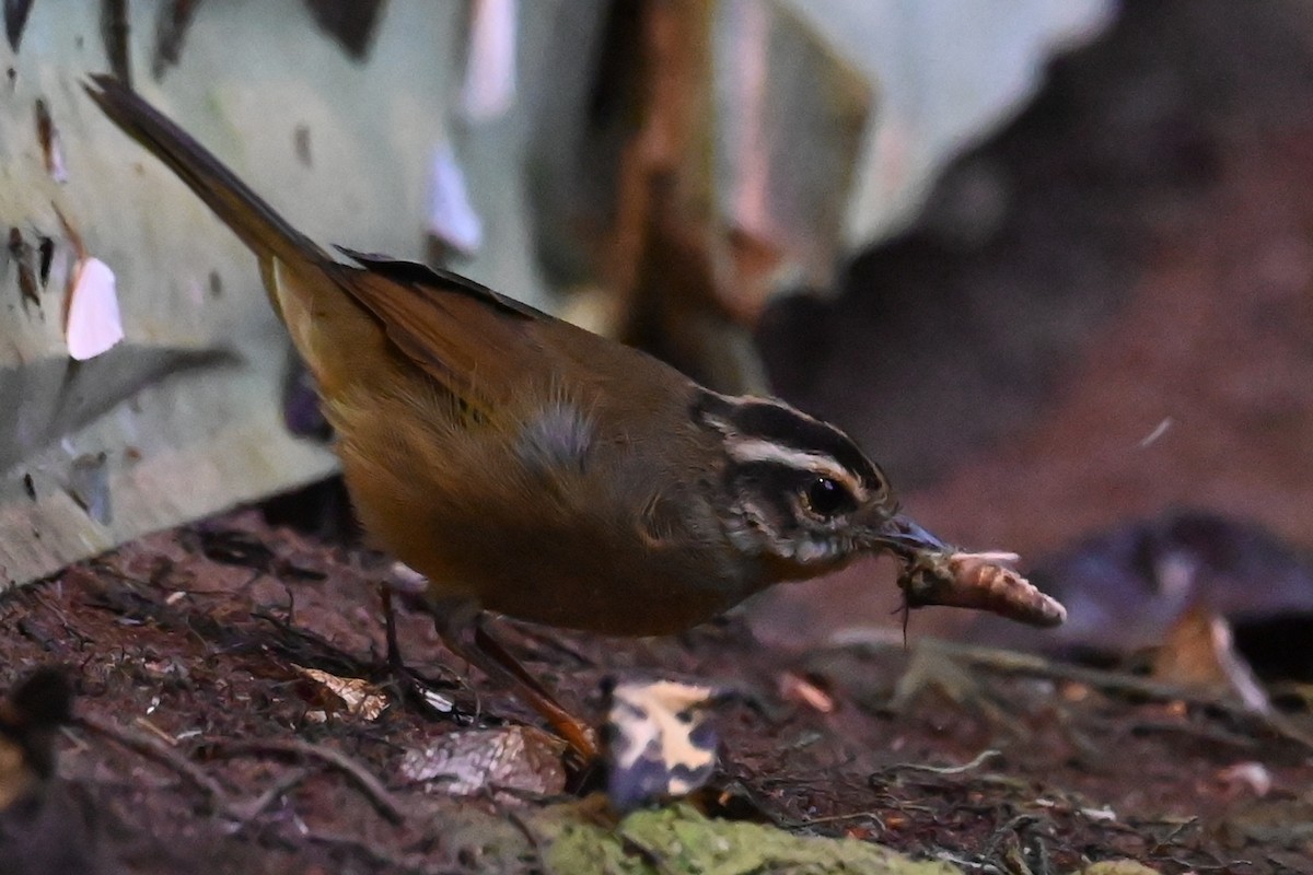 Three-striped Warbler - ML646687941
