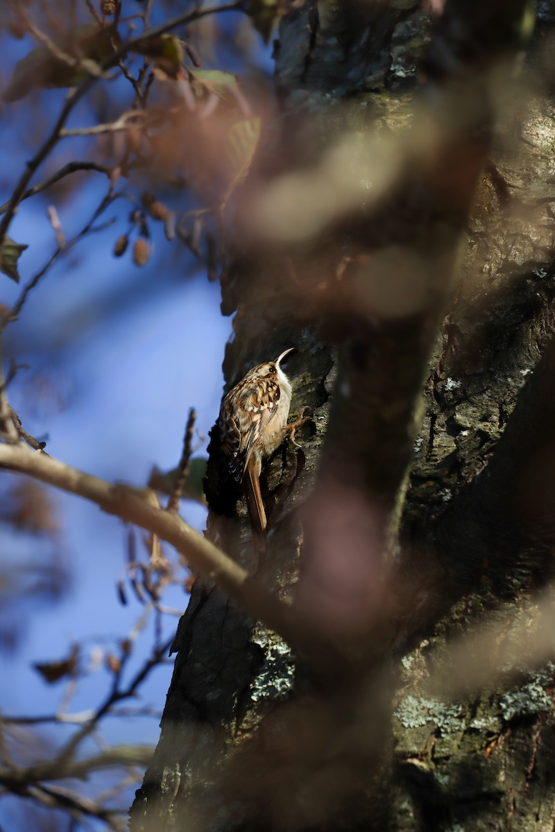Short-toed Treecreeper - ML646687943