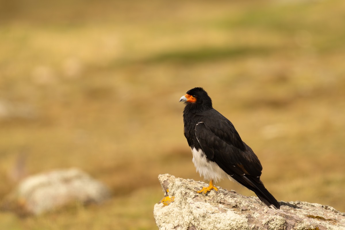Mountain Caracara - ML646687944
