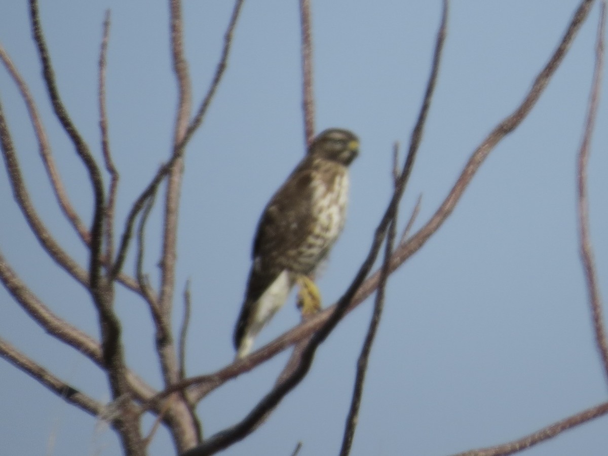 káně páskovaná - ML646687947