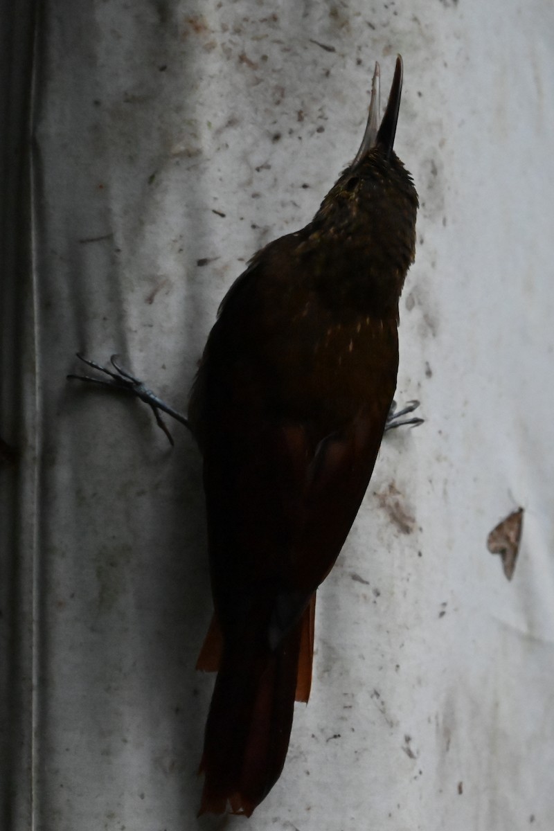 Spotted Woodcreeper - ML646687948
