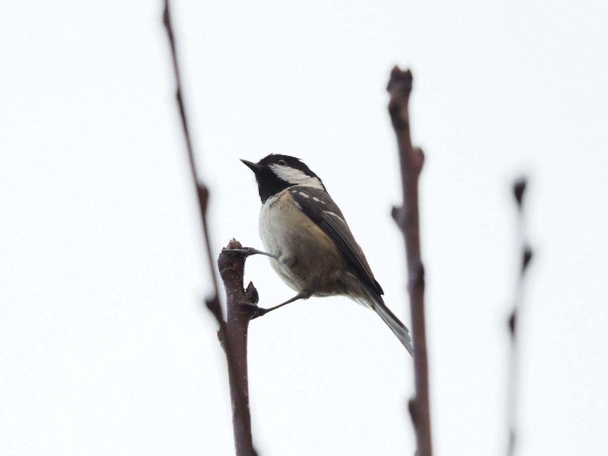 svartmeis - ML646687950