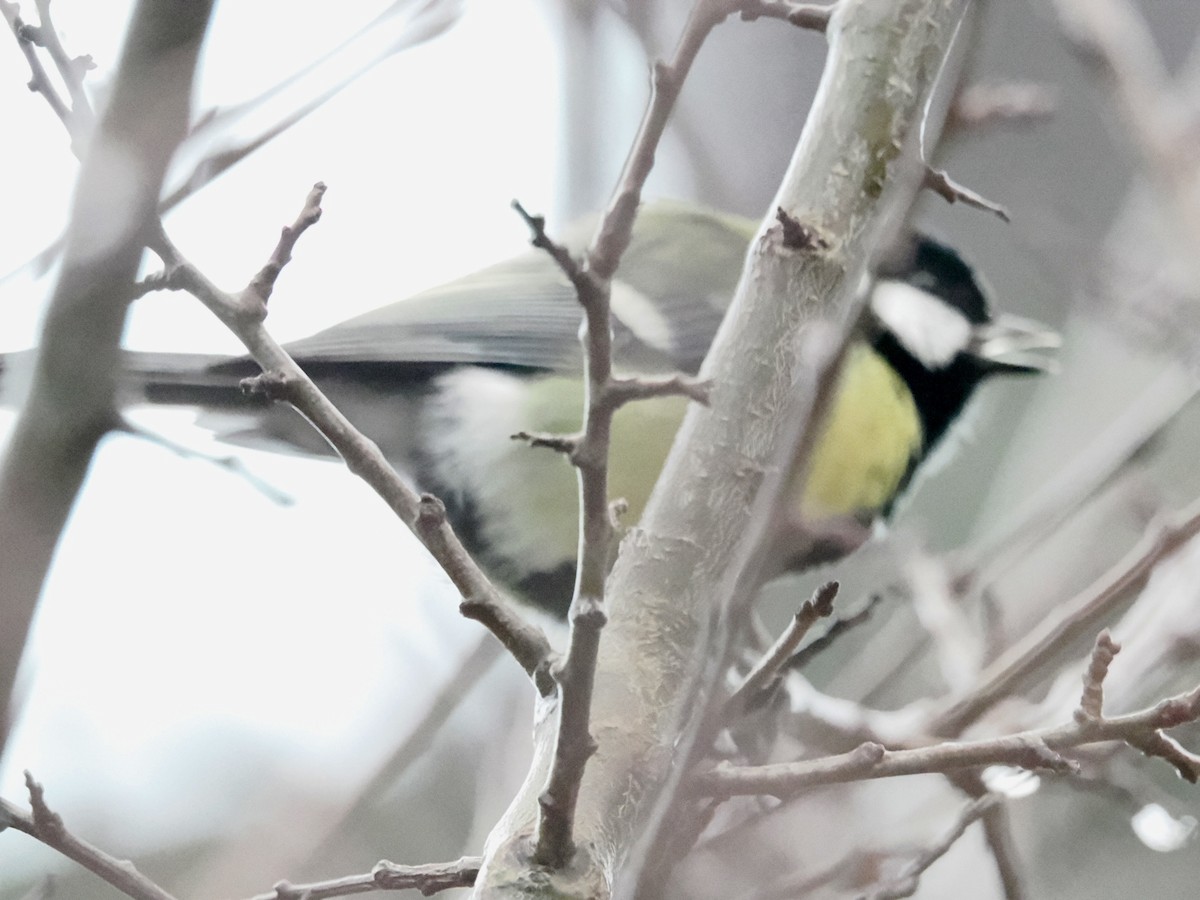 kjøttmeis - ML646687952