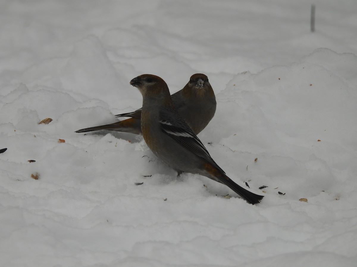 Camachuelo Picogrueso - ML646687953