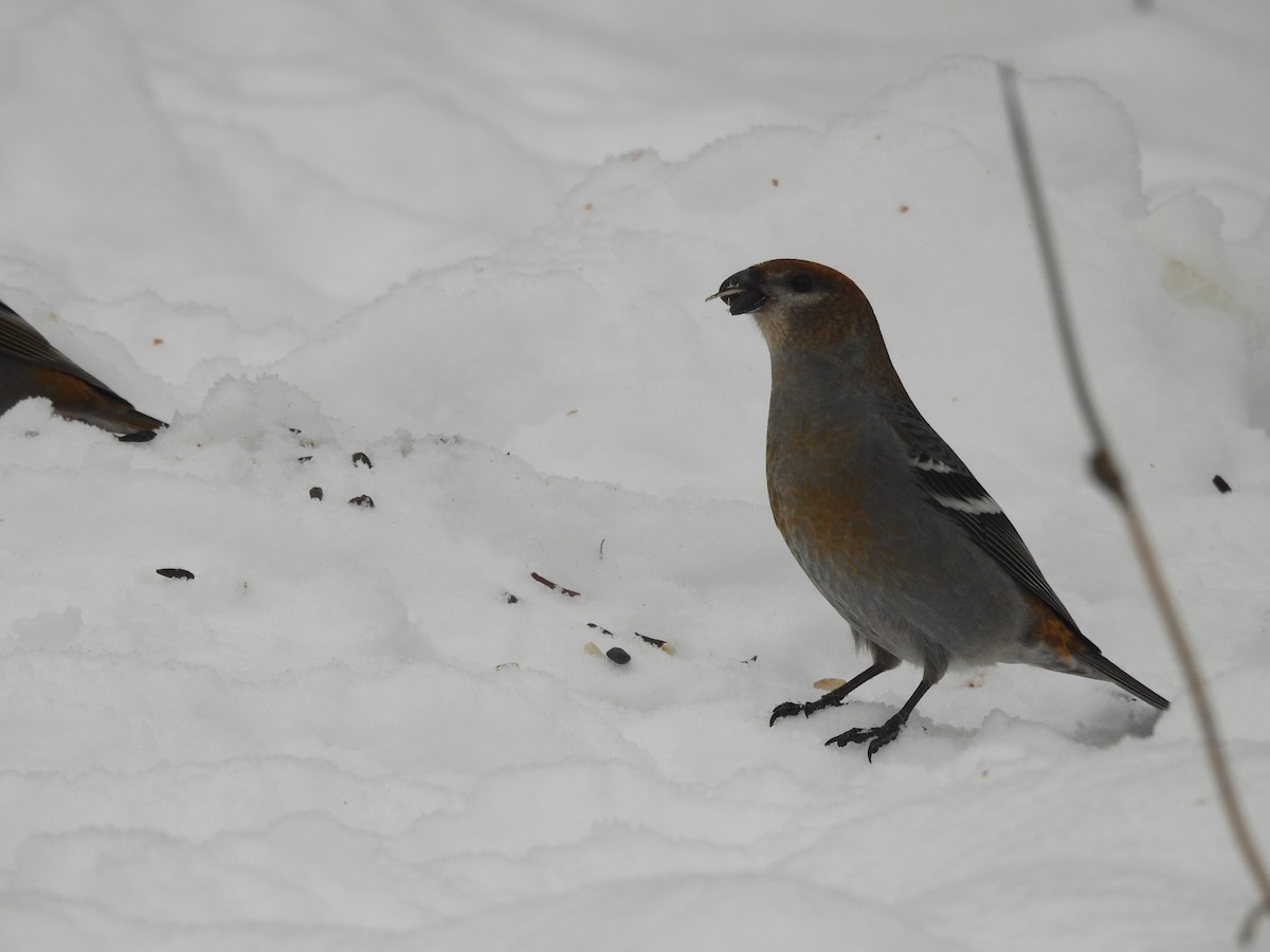 Camachuelo Picogrueso - ML646687954