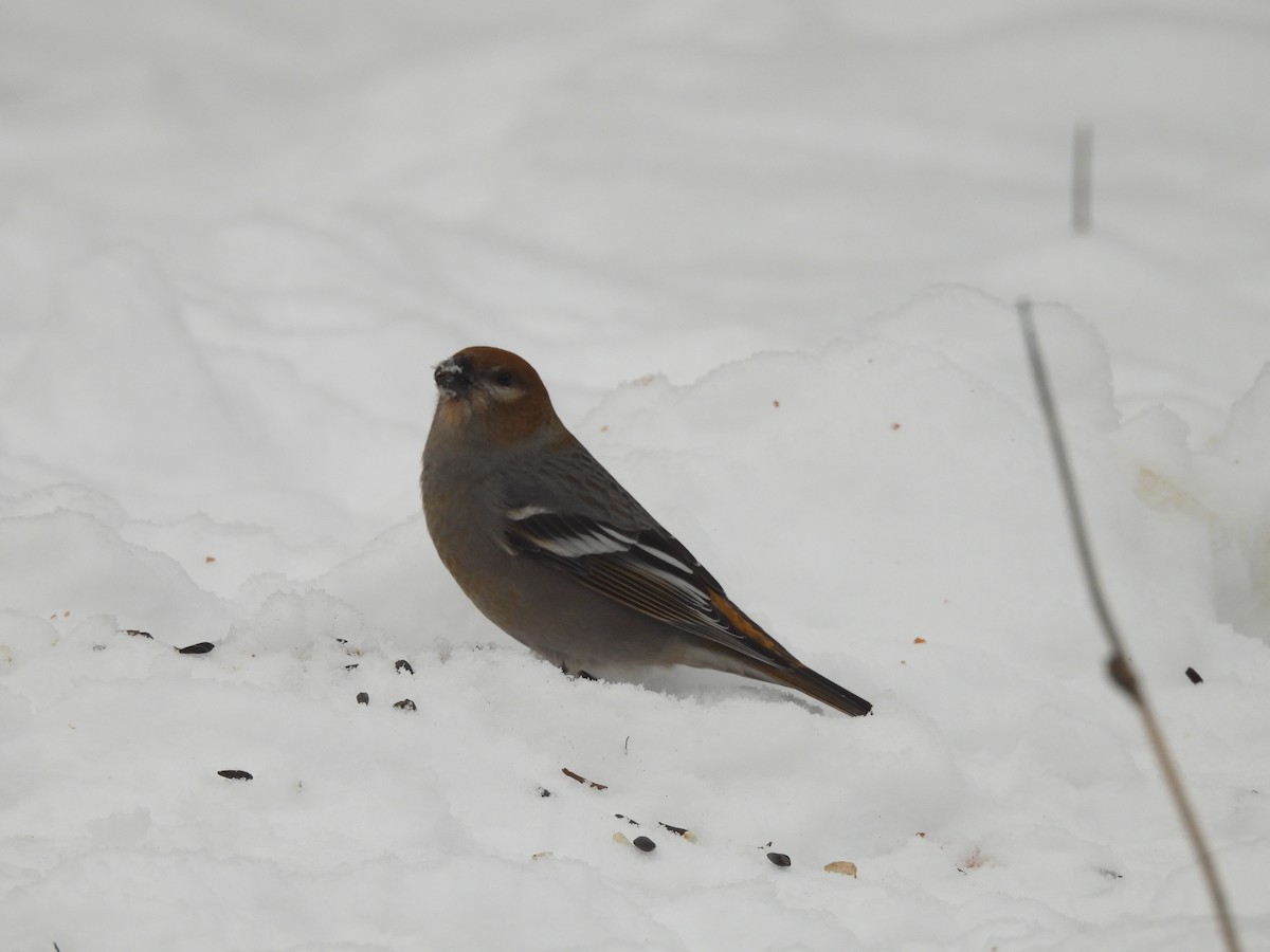 Camachuelo Picogrueso - ML646687955