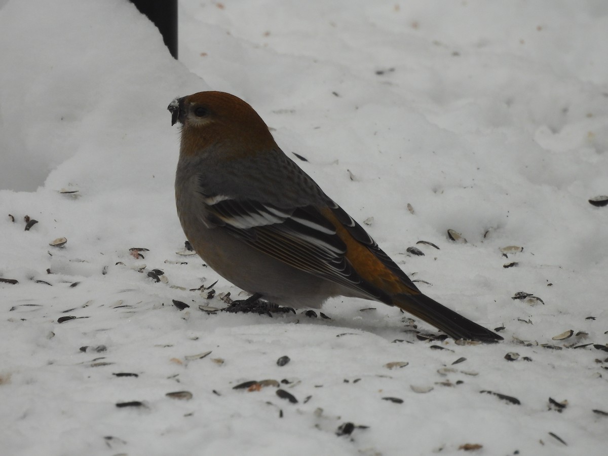 Camachuelo Picogrueso - ML646687957