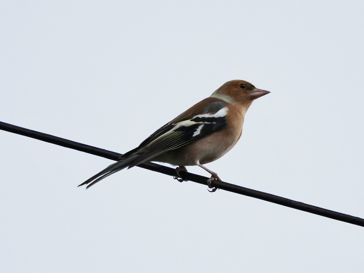 bokfink - ML646687959