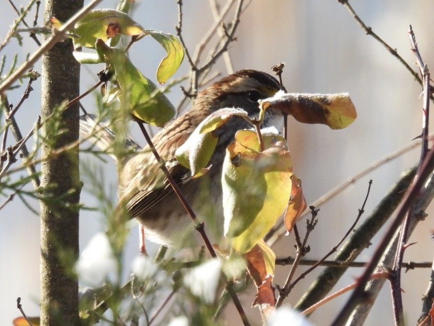 White-throated Sparrow - ML646687970