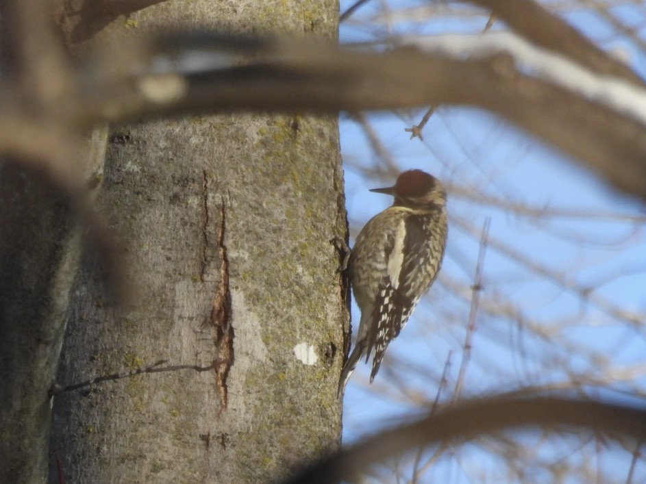 Yellow-bellied Sapsucker - ML646687972