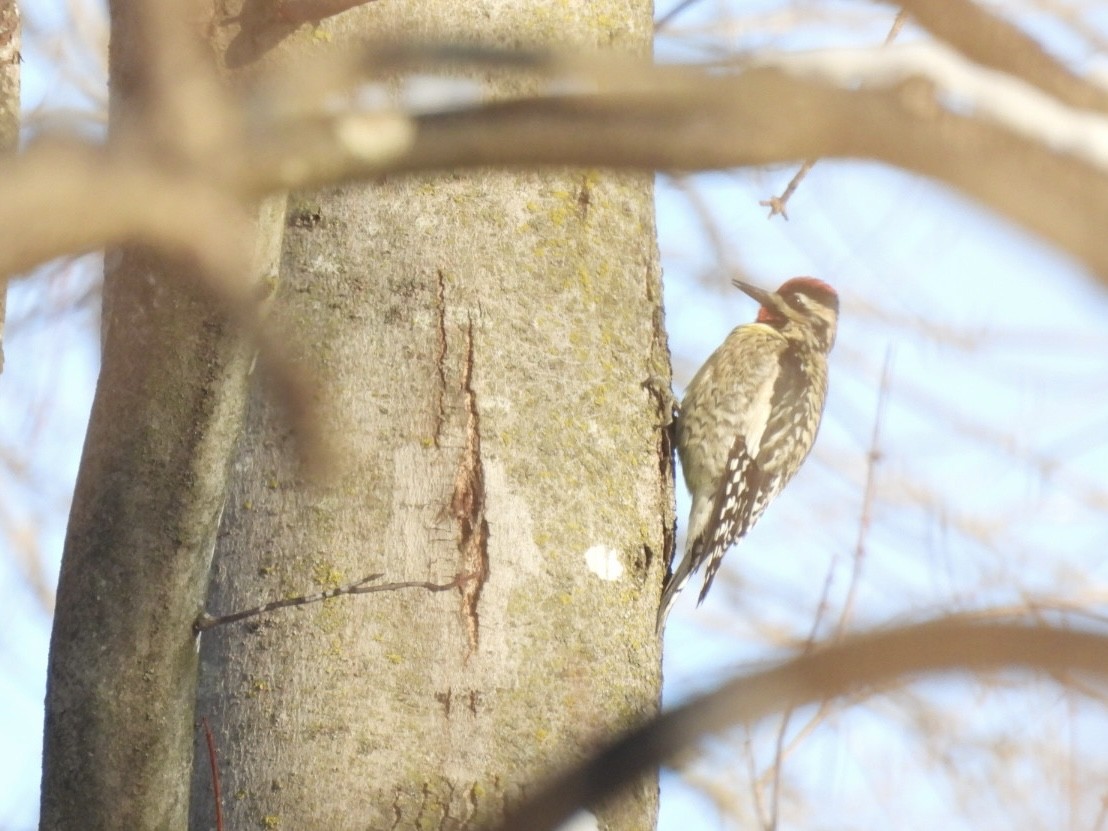 Yellow-bellied Sapsucker - ML646687973
