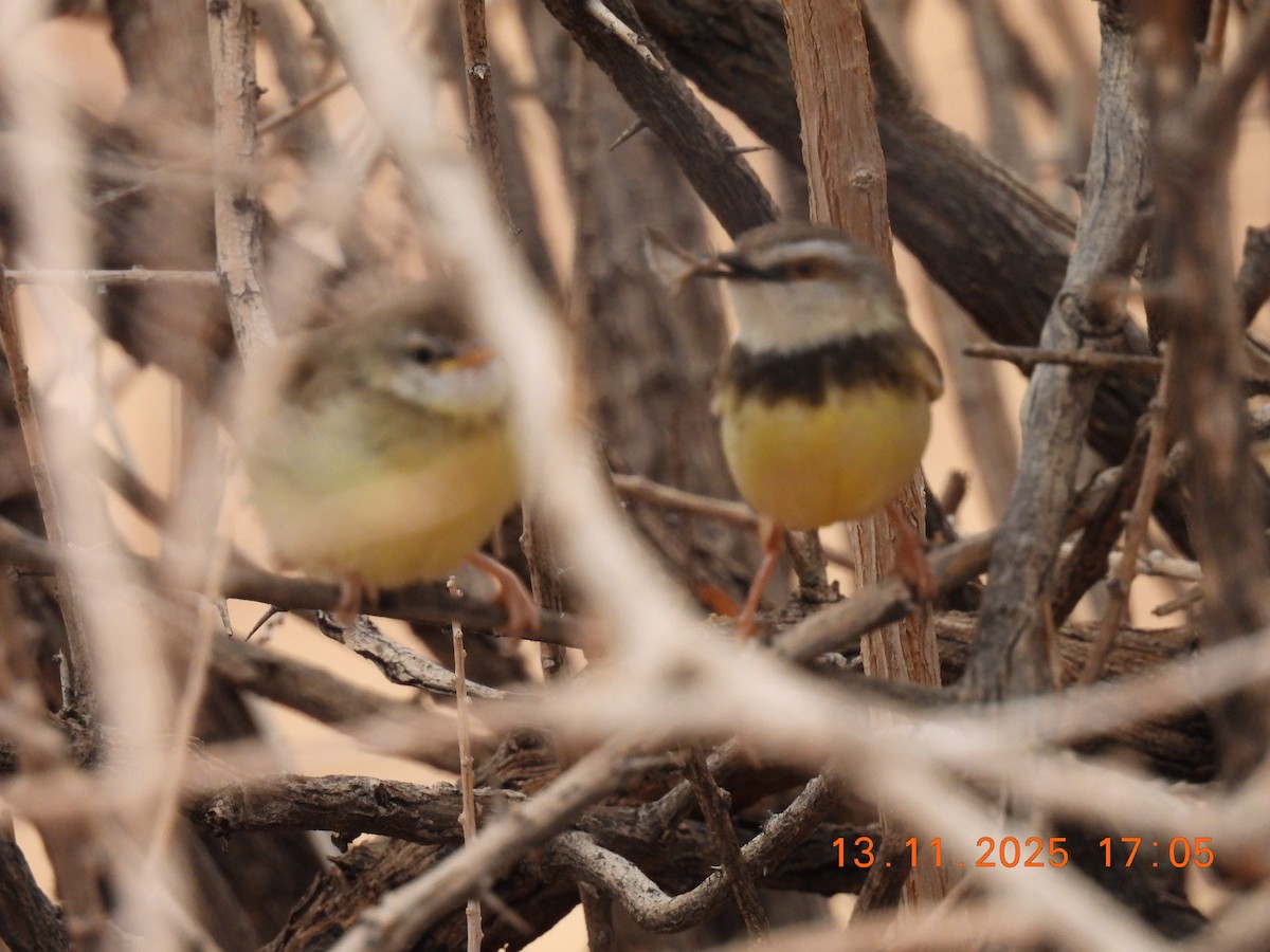 svartbrystprinia - ML646687977