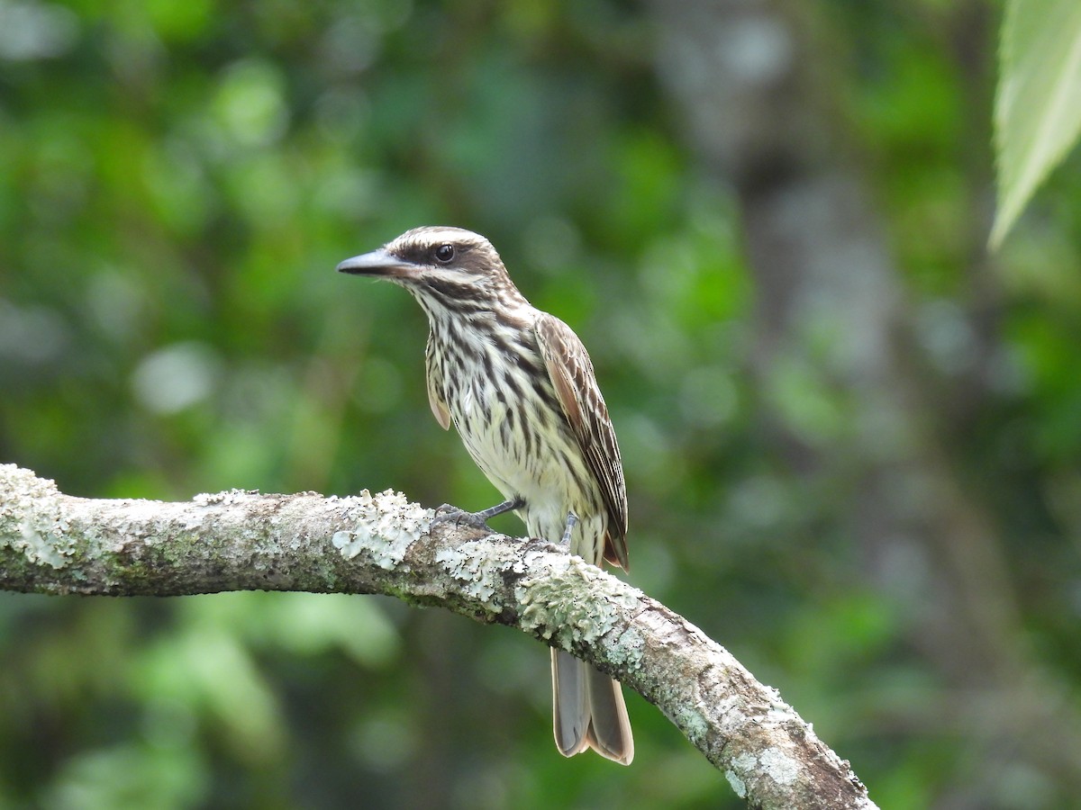 ブチタイランチョウ - ML646687980